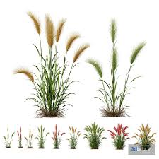 Attēlu rezultāti vaicājumam “Hordeum jubatum”