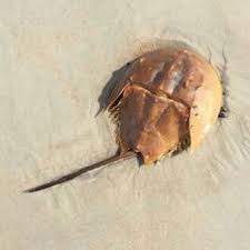Image result for Limulus polyphemus