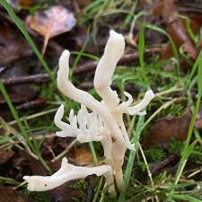 Attēlu rezultāti vaicājumam “Clavulina rugosa”