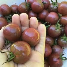 Afbeeldingsresultaat voor black cherry tomato