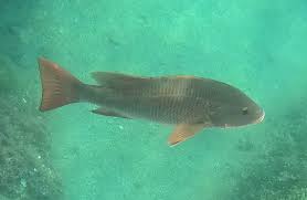 Image result for Lutjanus colorado