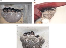 Attēlu rezultāti vaicājumam “Hirundo rustica nest”