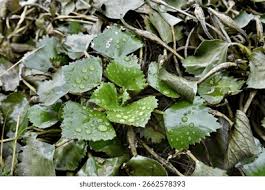 Attēlu rezultāti vaicājumam “Trapa natans leaf”