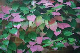 Attēlu rezultāti vaicājumam “Actinidia kolomikta”