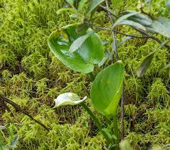 Attēlu rezultāti vaicājumam “Calla palustris leaf”