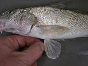 Image result for Menticirrhus littoralis