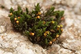 Attēlu rezultāti vaicājumam “Orthotrichum cupulatum var. riparium”