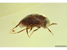 Attēlu rezultāti vaicājumam “Leiodidae”