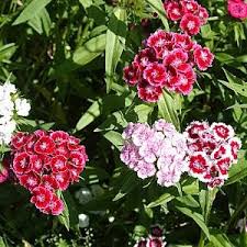 Image result for Dianthus barbatus