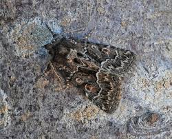 Attēlu rezultāti vaicājumam “Thalpophila matura”