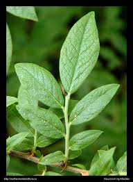 Attēlu rezultāti vaicājumam “Salix myrtilloides leaf”