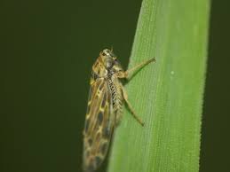 Attēlu rezultāti vaicājumam “Lamprotettix nitidulus”