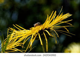 Attēlu rezultāti vaicājumam “Telekia speciosa flower”