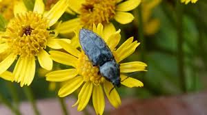 Attēlu rezultāti vaicājumam “Agrypnus murinus”