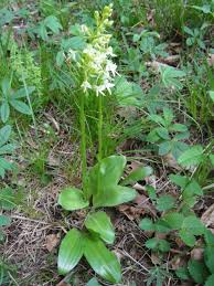Attēlu rezultāti vaicājumam “Platanthera bifolia leaf”