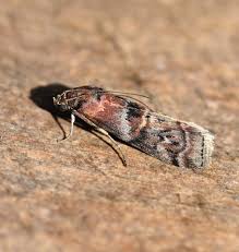 Attēlu rezultāti vaicājumam “Phycita roborella”