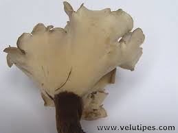 Attēlu rezultāti vaicājumam “Polyporus melanopus”