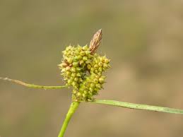 Attēlu rezultāti vaicājumam “Carex viridula”