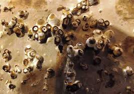 Attēlu rezultāti vaicājumam “Agathomyia wankowiczii”