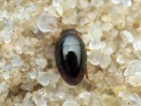 Attēlu rezultāti vaicājumam “Anthonomus phyllocola”