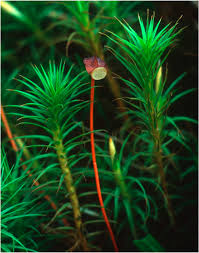 Attēlu rezultāti vaicājumam “Polytrichastrum formosum sporophyte”