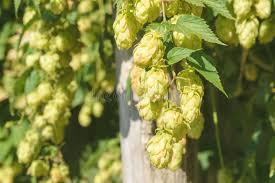 Attēlu rezultāti vaicājumam “Humulus lupulus fruit”