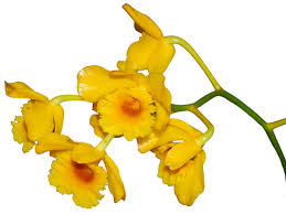 Attēlu rezultāti vaicājumam “Chrysotoxum sp.”