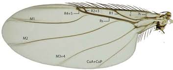 Attēlu rezultāti vaicājumam “Phoridae”