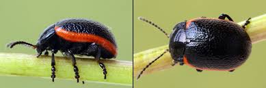 Attēlu rezultāti vaicājumam “Chrysolina sanguinolenta”