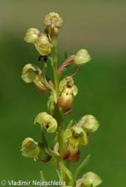 Attēlu rezultāti vaicājumam “Coeloglossum viride leaf”