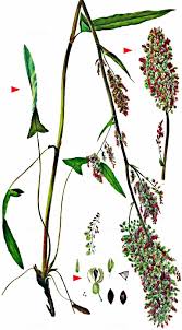 Attēlu rezultāti vaicājumam “Rumex thyrsiflorus”