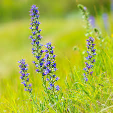 Attēlu rezultāti vaicājumam “Echium vulgare flower”