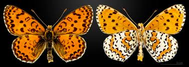 Attēlu rezultāti vaicājumam “Melitaea didyma”