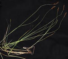 Attēlu rezultāti vaicājumam “Carex diandra leaf”