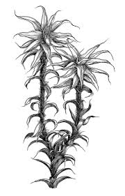 Attēlu rezultāti vaicājumam “Syntrichia ruralis var. ruralis”