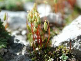 Attēlu rezultāti vaicājumam “Bryum pallescens sporophyte”