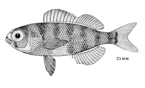 Image result for Stenotomus chrysops