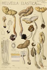 Attēlu rezultāti vaicājumam “Helvella elastica”