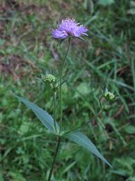 Image result for Knautia dipsacifolia