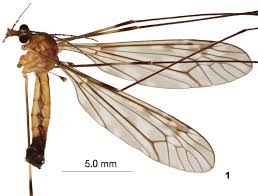 Attēlu rezultāti vaicājumam “Tipulidae”
