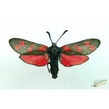 Attēlu rezultāti vaicājumam “Zygaena filipendulae exuvia”