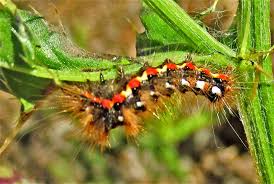 Attēlu rezultāti vaicājumam “Acronicta rumicis larva”