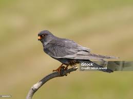 Attēlu rezultāti vaicājumam “Falco vespertinus”