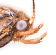 Attēlu rezultāti vaicājumam “Epermenia falciformis”