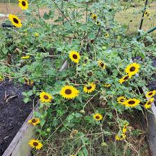 Image result for Helianthus annuus