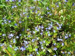 Attēlu rezultāti vaicājumam “Veronica beccabunga leaf”