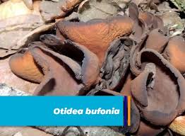 Attēlu rezultāti vaicājumam “Otidea bufonia”