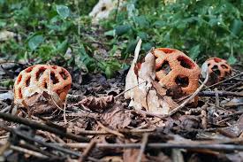 Attēlu rezultāti vaicājumam “Clathrus ruber”