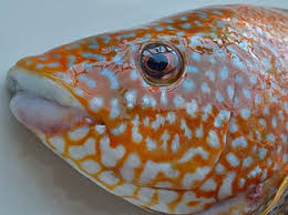 Image result for Labrus bergylta