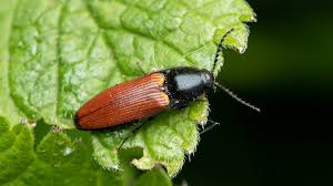 Attēlu rezultāti vaicājumam “Ampedus sp.”